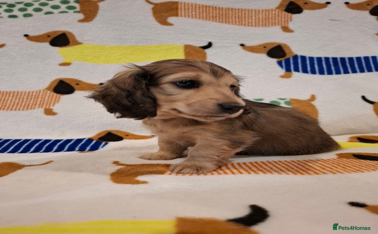 Miniature Dachshund dogs - Advert 10