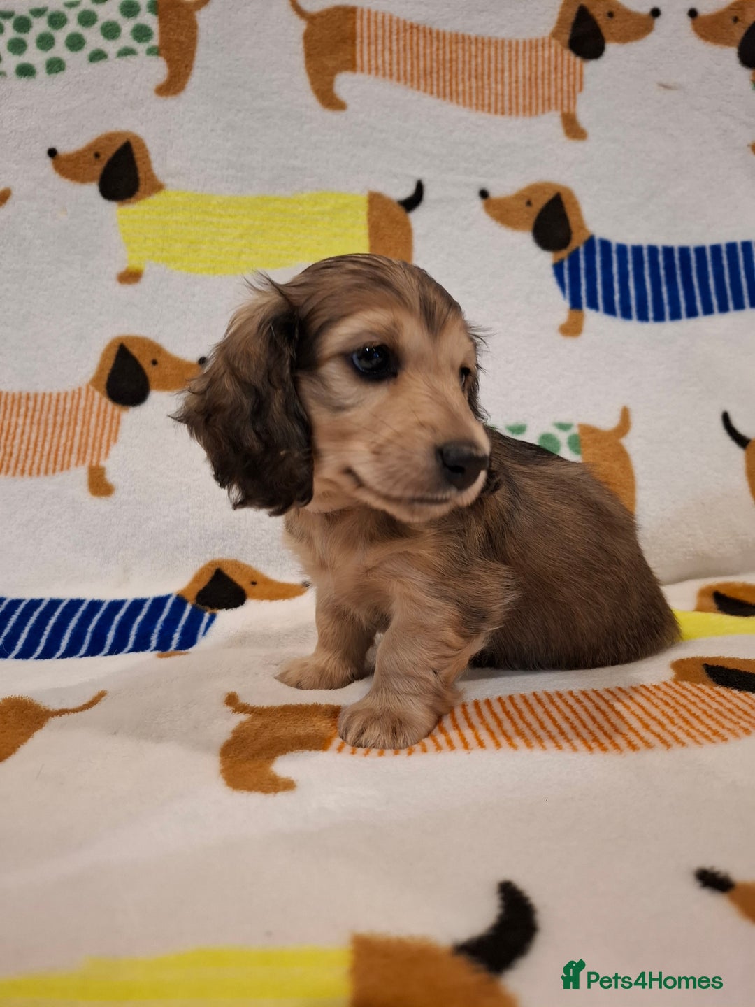 Miniature Dachshund dogs for sale: Mini Long Haired Dachshund - Image 1