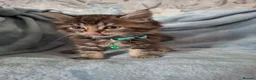 Mixed Breed cats for sale: 3x Beautiful maincoone cross kittens - Advert 18