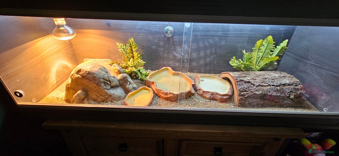 Bearded Dragon reptiles for sale: Bearded dragon & full set up - Advert 2