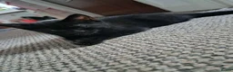 Mixed Breed cats for sale: Kittens ready now  in Rugby - Advert 5