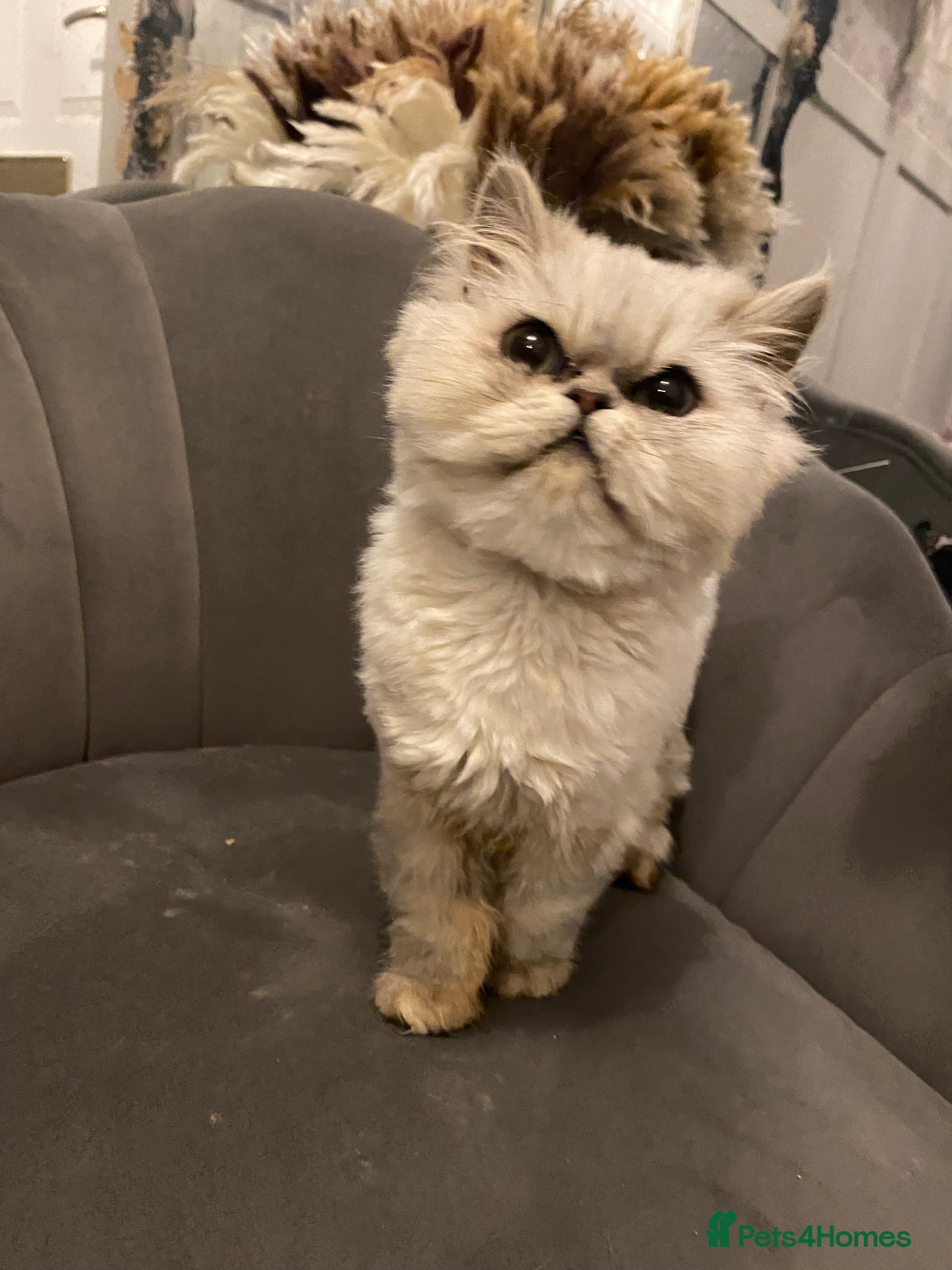 Domestic Shorthair cats Chinchilla Persian male and Ragdoll female  - Advert 5