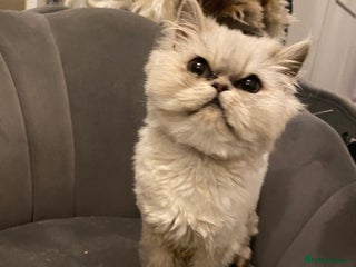 Domestic Shorthair cats Chinchilla Persian male - Advert 7