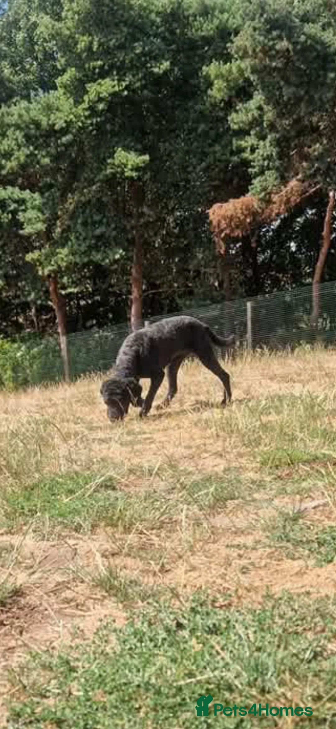 Cockapoo dogs for sale: Female cockerpoo  in Newark - Advert 3