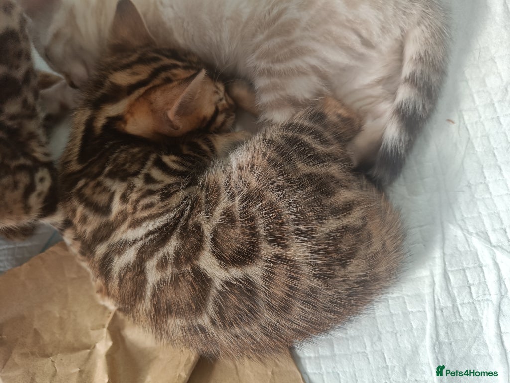 Bengal cats for sale: Absolutely beautiful pedigree bengal kittens - Advert 17