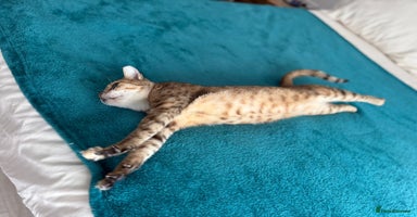 Mixed Breed cats - Advert 2