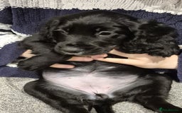 Cocker Spaniel dogs for sale: Cocker Spaniel Puppies for Sale - Image 12
