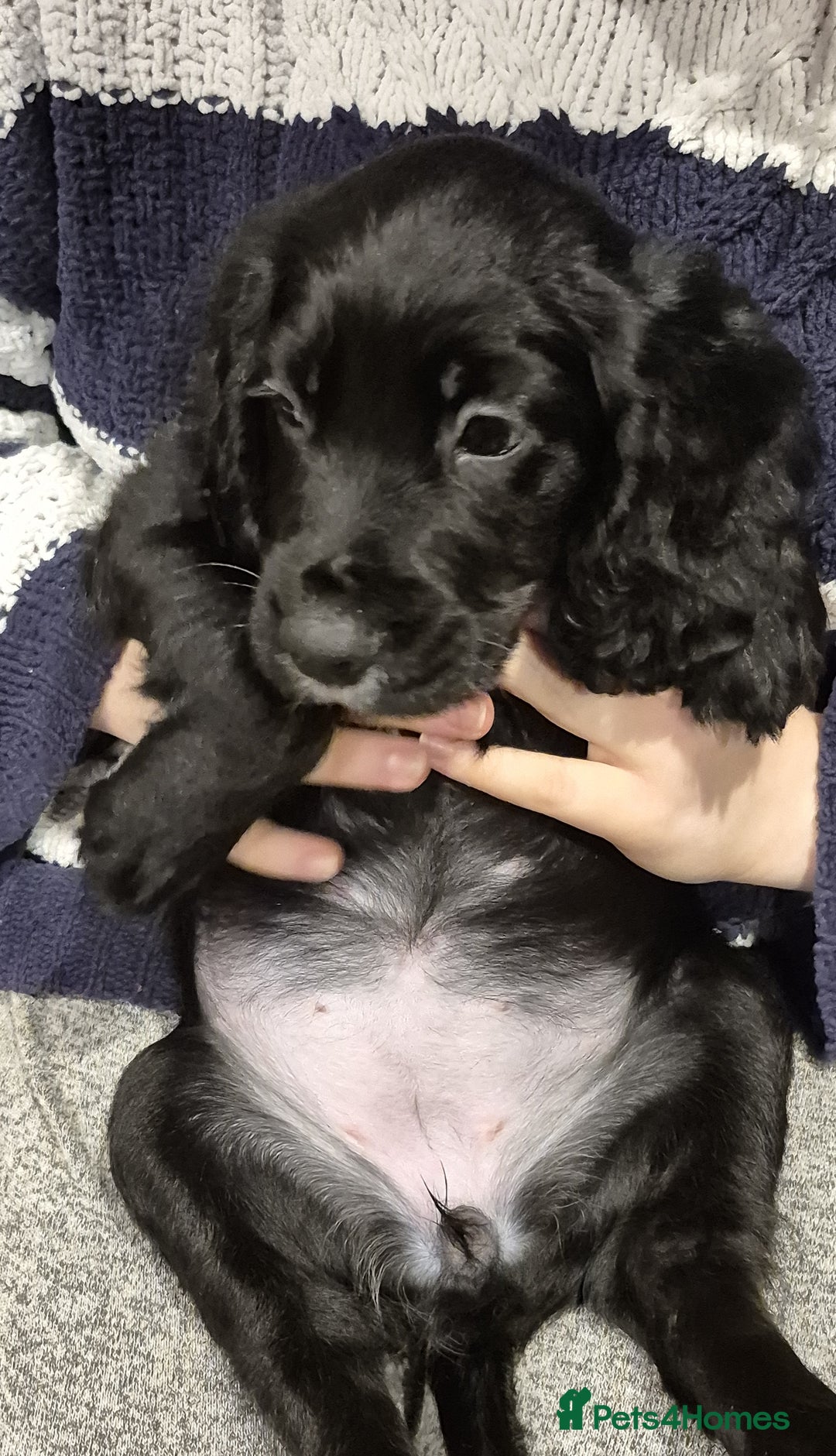 Cocker Spaniel dogs for sale: Cocker Spaniel Puppies for Sale - Image 12
