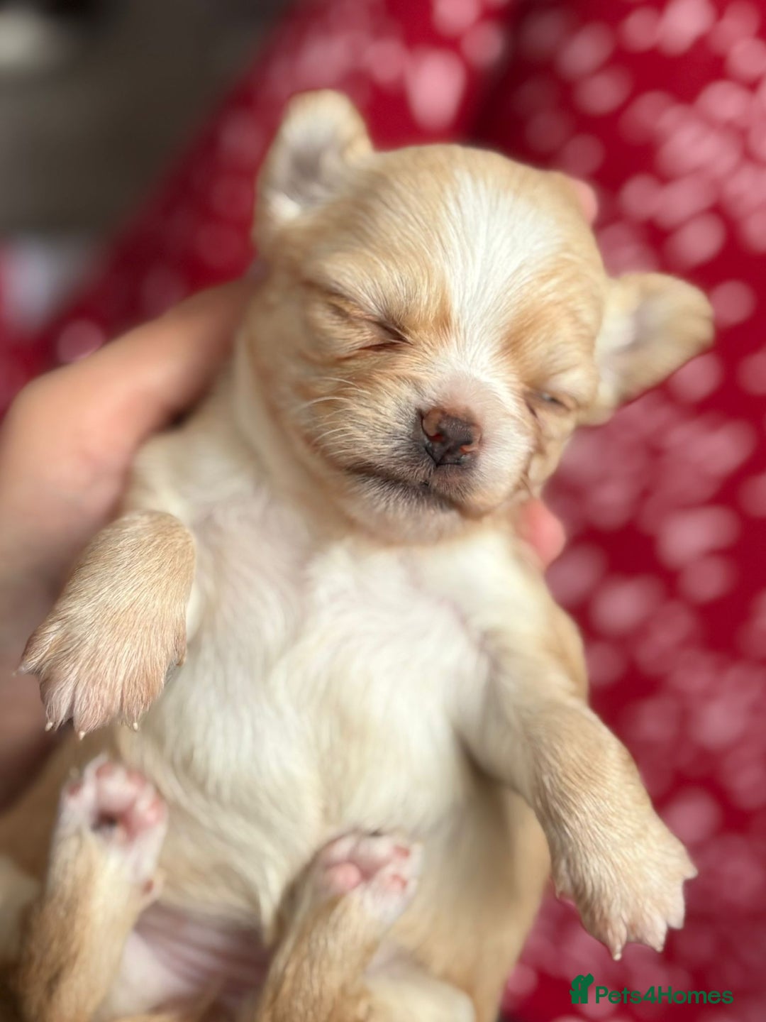 Chihuahua dogs for sale: Long Haired Applehead puppies - Advert 7