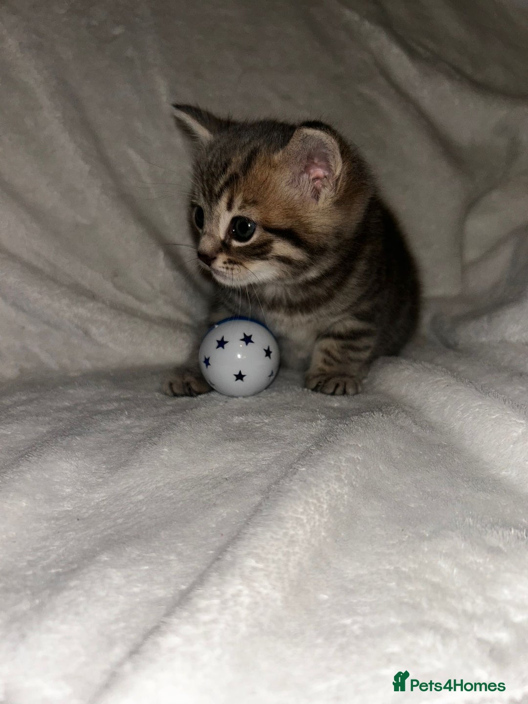 Savannah cats for sale: F4-F5+Savannah Kittens - Advert 22