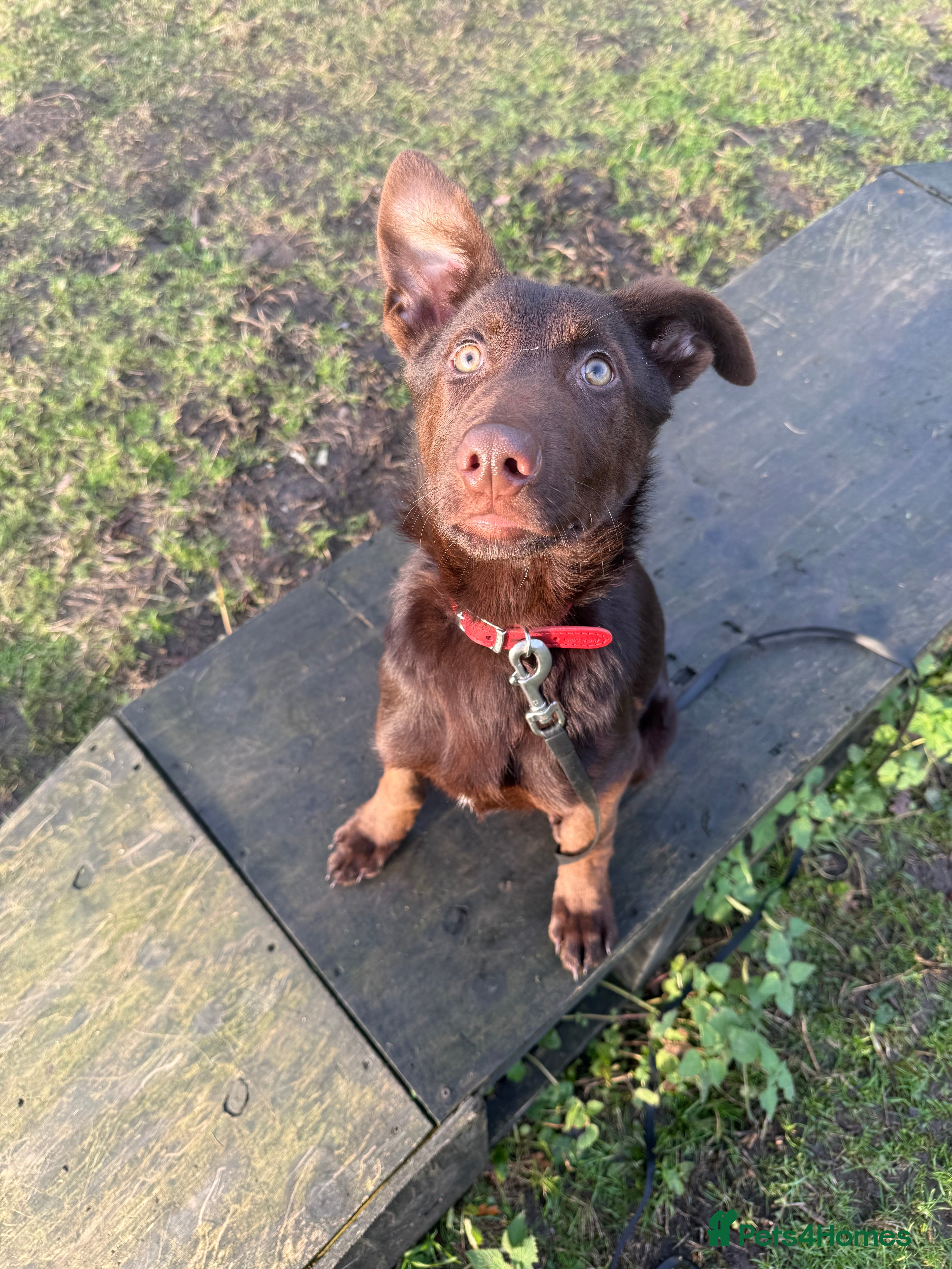 German Shepherd dogs Liver & Tan GSD Male - 20 weeks - Trained   - Advert 2