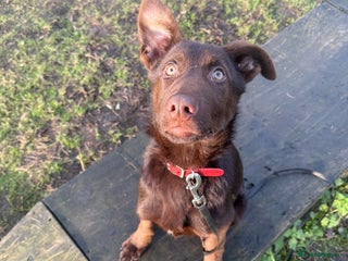 German Shepherd dogs German Shepherd - Liver & Tan working line - Advert 5