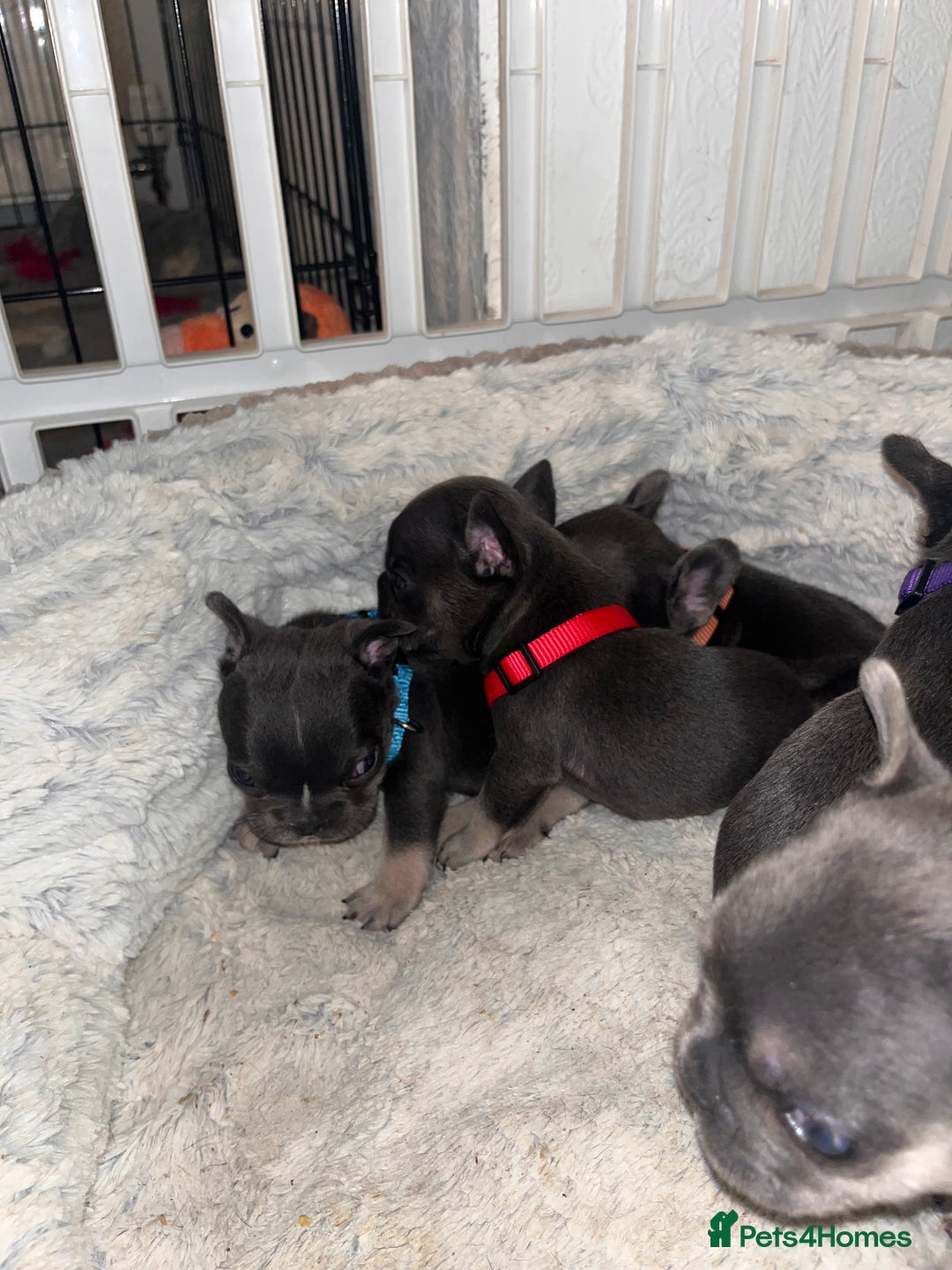 French Bulldog dogs for sale: Cutest frenchies pups  - Advert 40