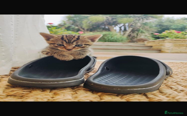 Mixed Breed cats - Advert 9
