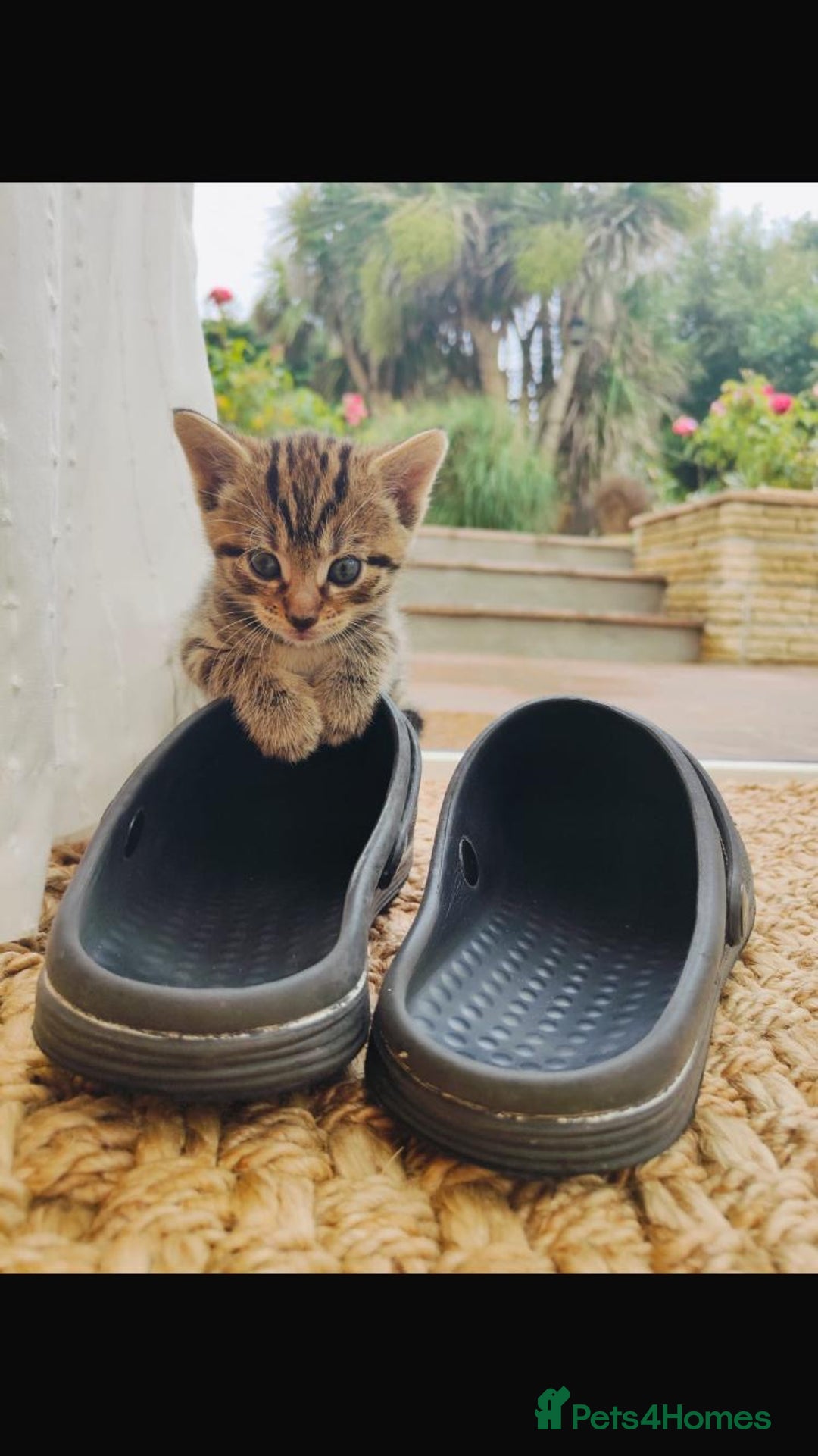 Mixed Breed cats for sale: Two male kittens available to adopt. - Image 1