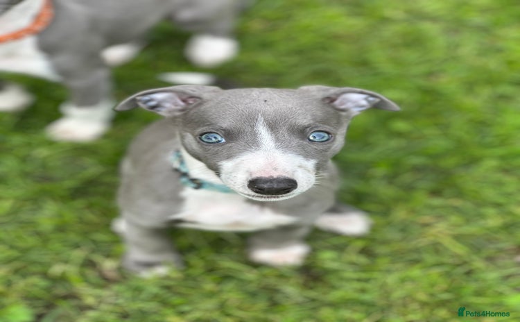 Whippet dogs - Advert 15