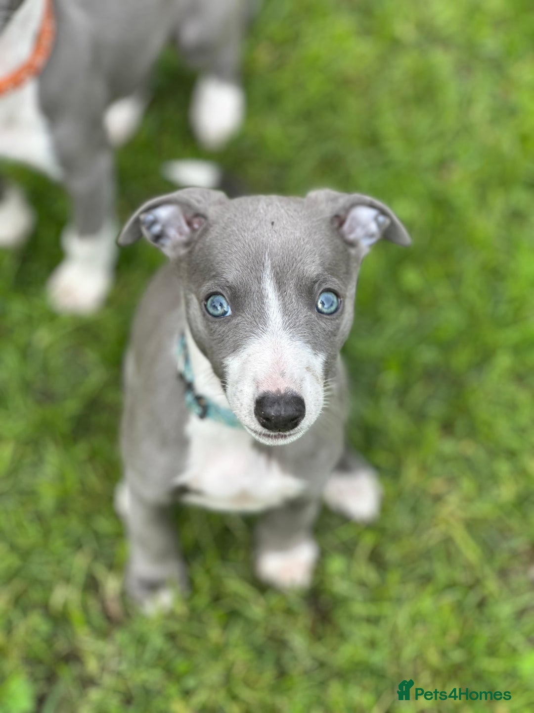 Whippet dogs for sale: READY NOW! STUNNING WHIPPET PUPPYS - Image 1