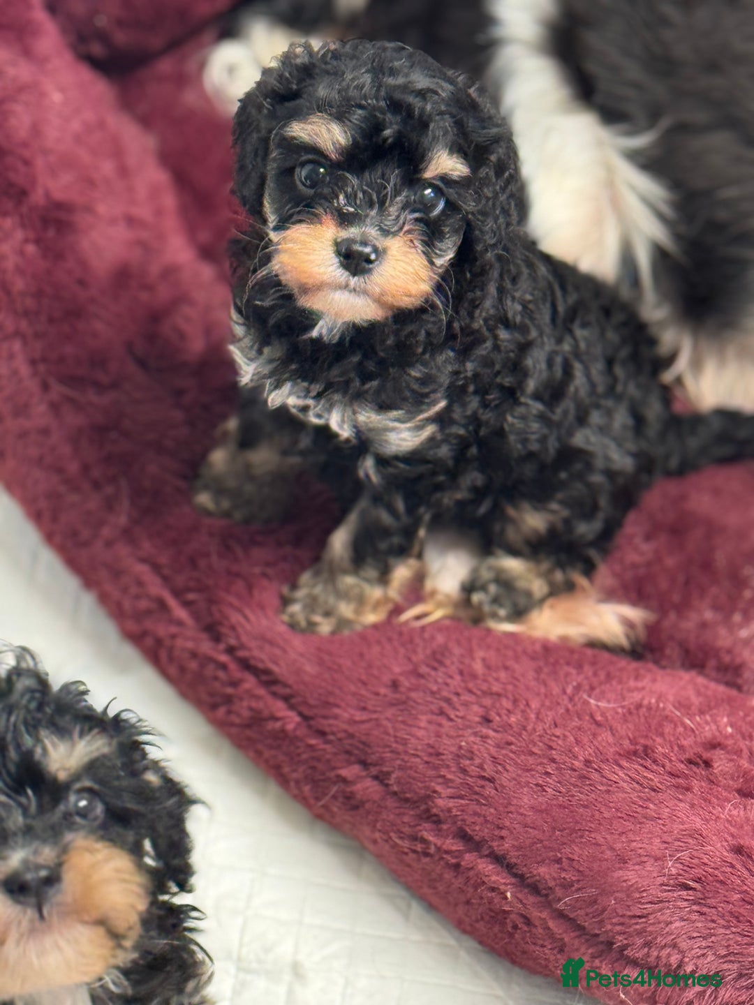 Cavapoo dogs for sale: Cavapoo puppies f1  - Advert 5