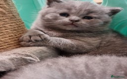 British Shorthair cats for sale: AMAZING BRITISH SHORHAIR KITTENS!!! - Advert 8