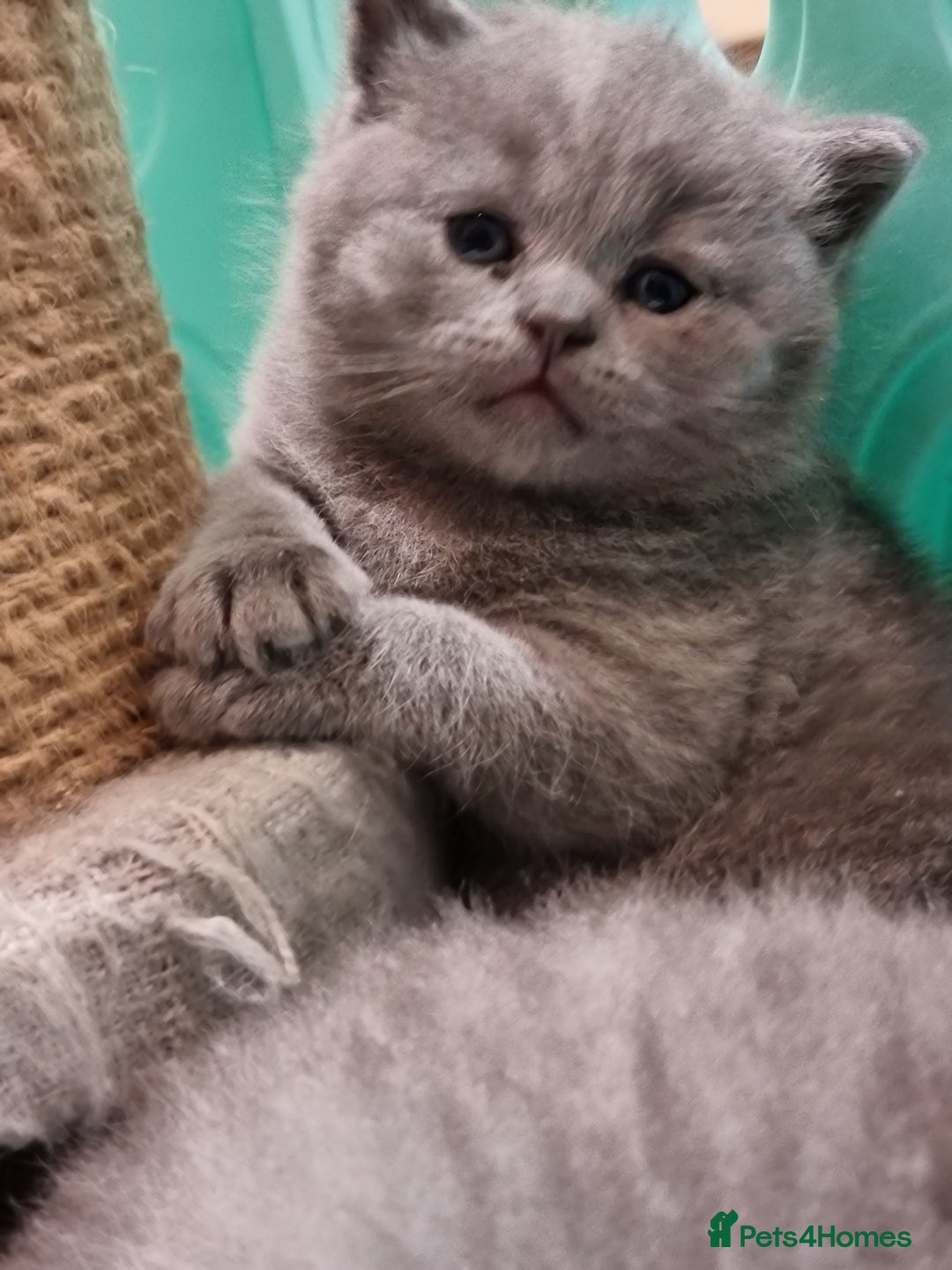 British Shorthair cats for sale: AMAZING BRITISH SHORHAIR KITTENS!!! - Advert 8