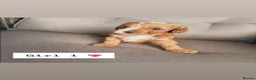 Cavapoo dogs for sale: Cavapoos 5 star licensed breeder - Advert 11