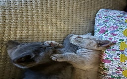British Shorthair cats for sale: Cutie British Short Hair kittens  - Image 1