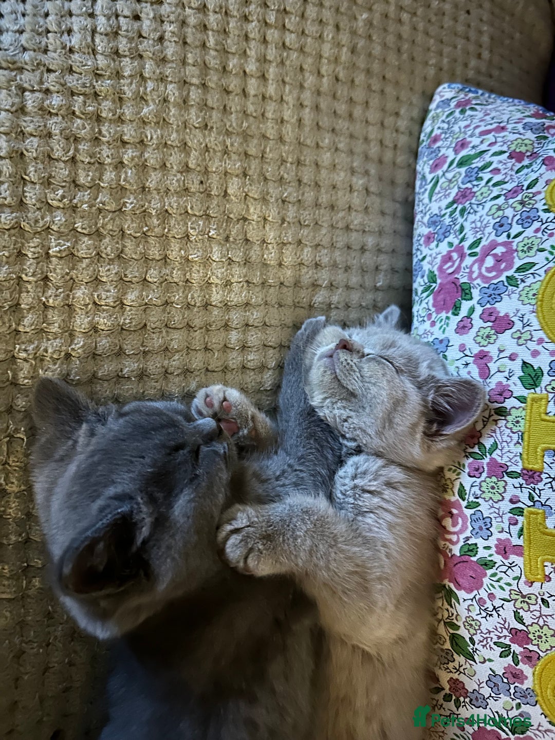 British Shorthair cats for sale: Cutie British Short Hair kittens  - Image 1