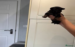 German Shepherd dogs for sale: 11 Cute German Shepherds!  - Image 28
