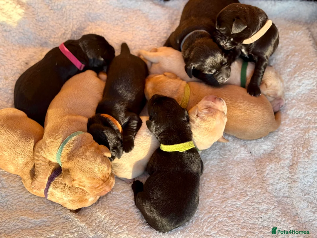 Springador dogs for sale: Stunning litter🐶 75% Lab 25% Springer.  - Advert 2