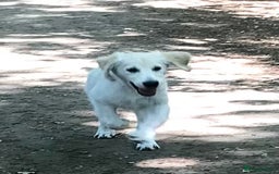 Golden Retriever dogs for sale: Fully vaccinated championline puppies- ready now in London - Image 3