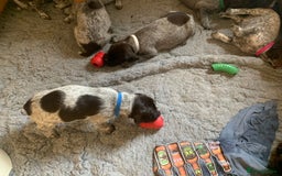 German Wirehaired Pointer dogs for sale: Pedigree GWP pups from strong working lines - Image 7