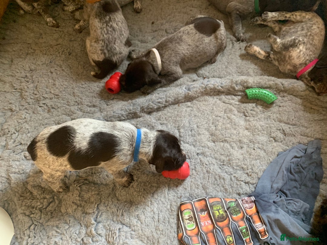 German Wirehaired Pointer dogs for sale: Pedigree GWP pups from strong working lines - Image 7