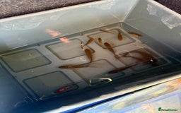 Koi Carp fish for sale: Koi/Carp/Goldfish available  - Image 8