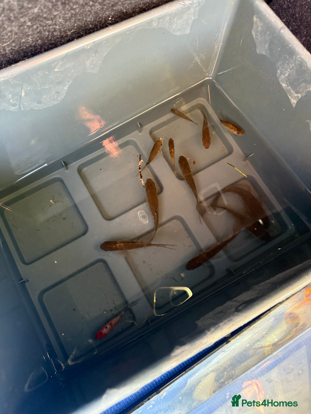 Koi Carp fish for sale: Koi/Carp/Goldfish available  - Image 8