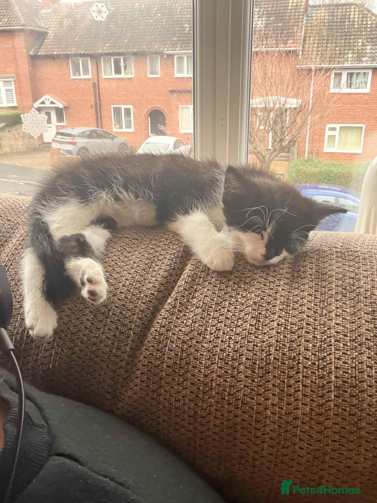 Mixed Breed cats Female kitten looking for home  - Advert 1