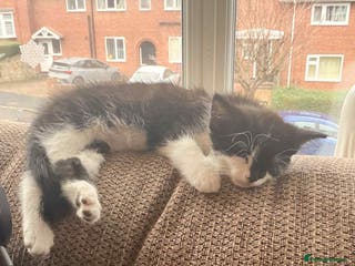 Mixed Breed cats Female kitten looking for home - Advert 1