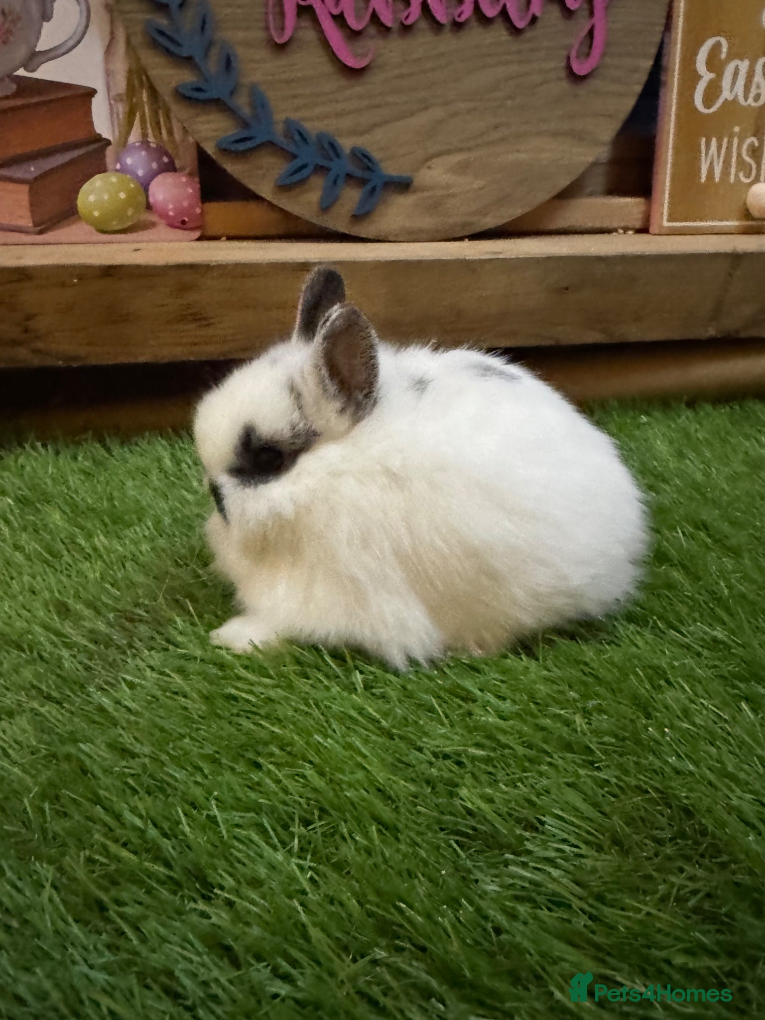 Netherland Dwarf rabbits Pedigree Neverland dwarfs  - Advert 3