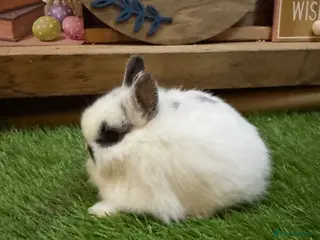 Netherland Dwarf rabbits Pedigree Neverland dwarfs - Advert 3