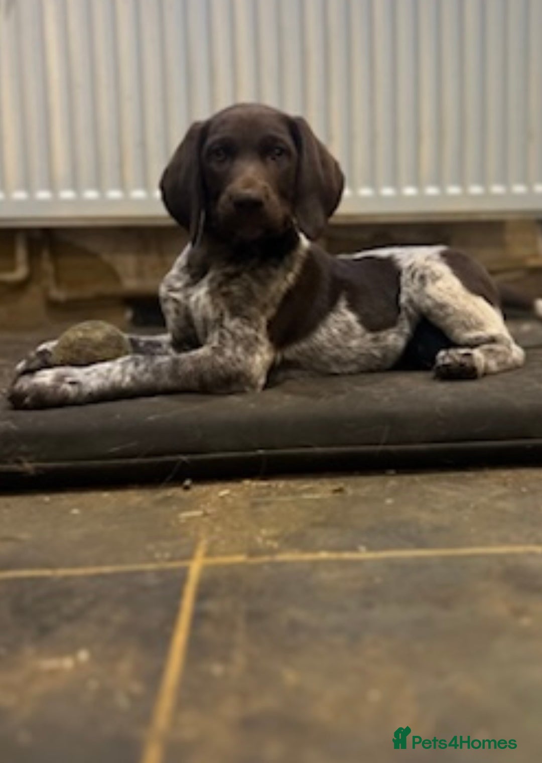 German Shorthaired Pointer dogs for sale: The perfect family dog!  - Advert 9