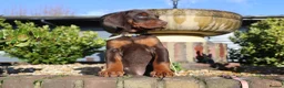 Dobermann dogs for sale: WAITLIST 2026 CEZARBLUE KC LICENSED BREEDER ⭐️ - Advert 13