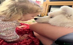 Samoyed dogs for sale: Beautiful Pure Breed Samoyed Puppies - Image 6