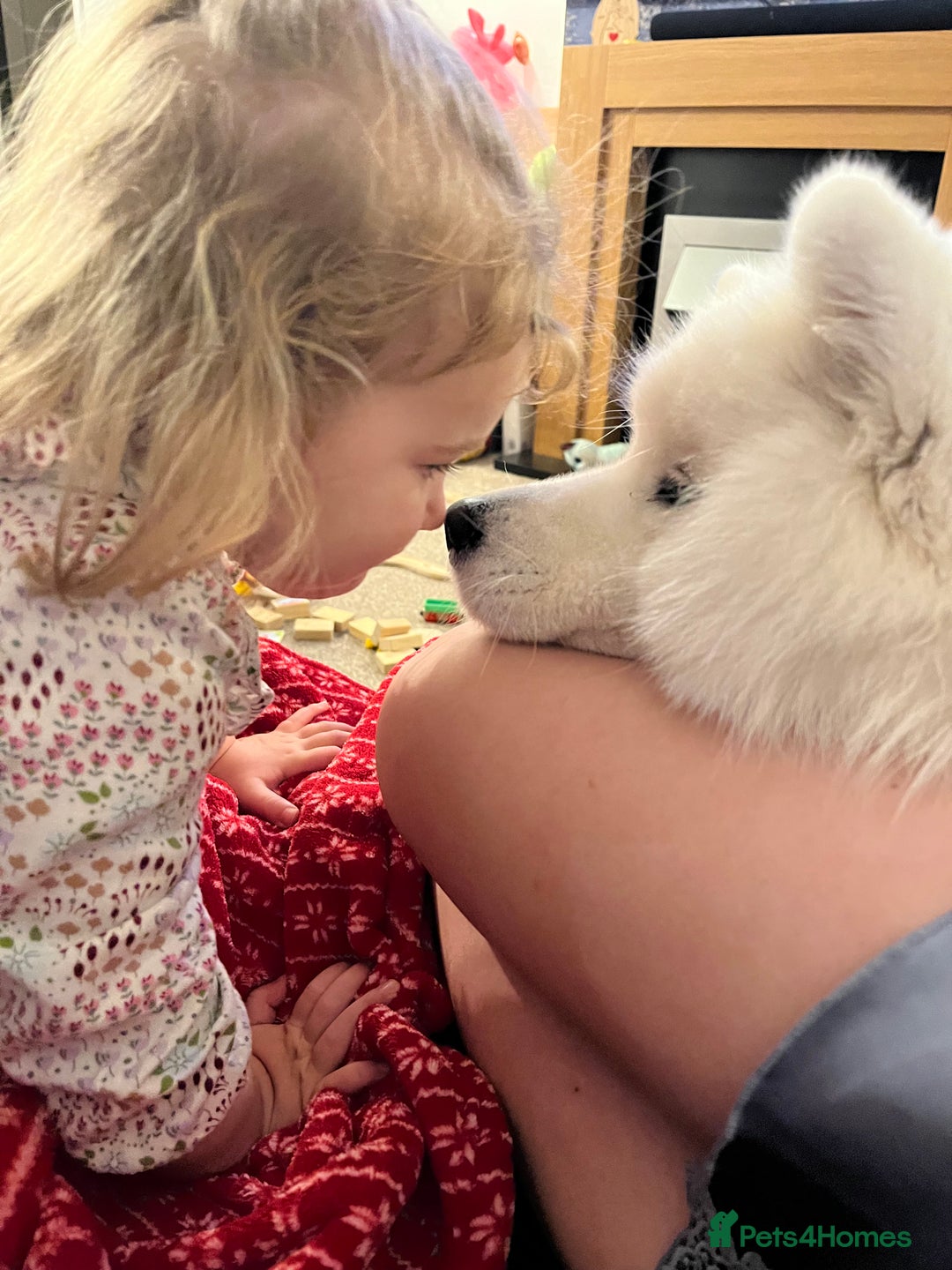 Samoyed dogs for sale: Beautiful Pure Breed Samoyed Puppies - Image 6