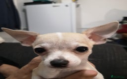 Chihuahua dogs for sale: Gorgeous tiny chibuahuas - Image 21