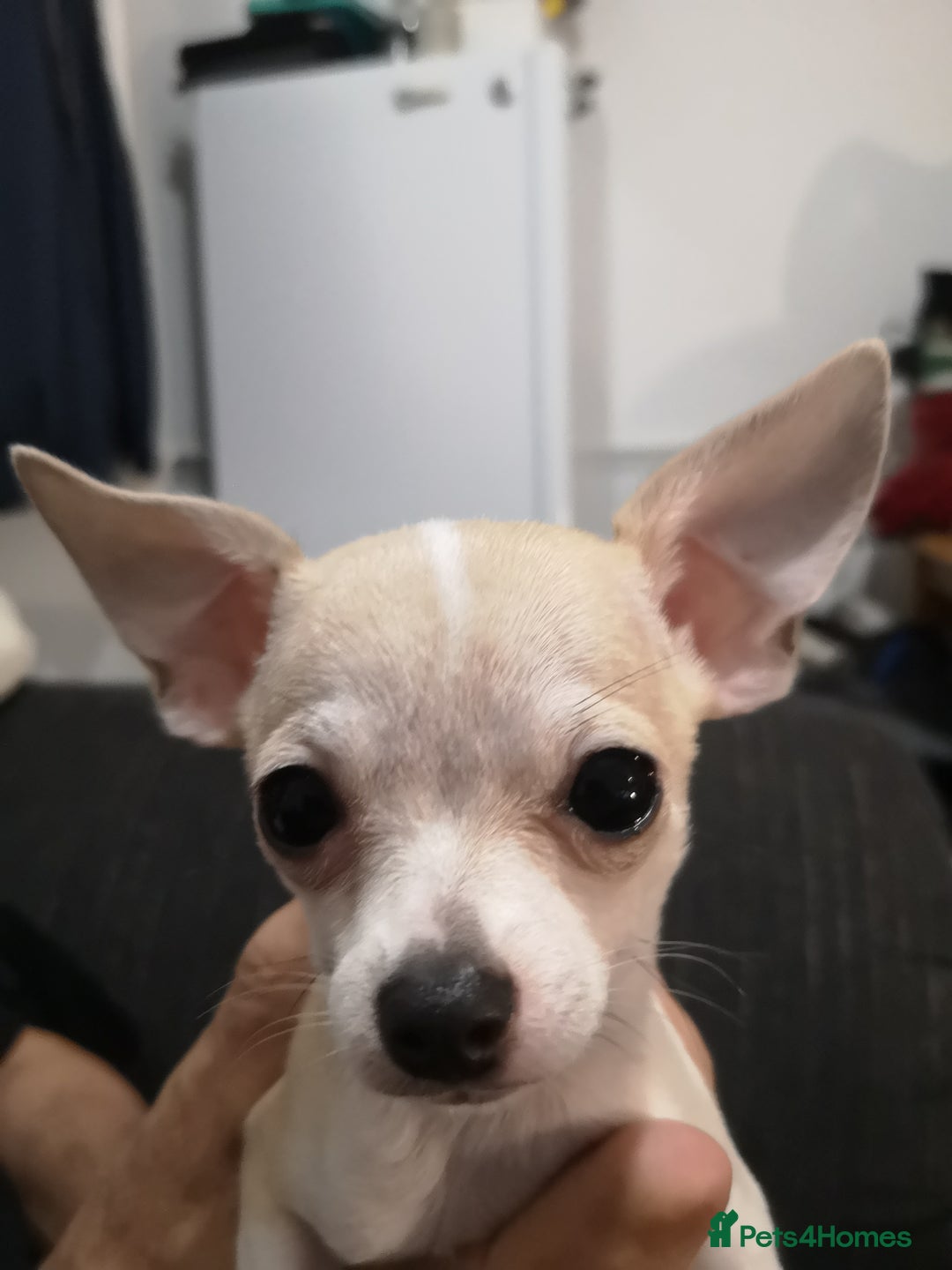 Chihuahua dogs for sale: Gorgeous tiny chibuahuas - Image 21