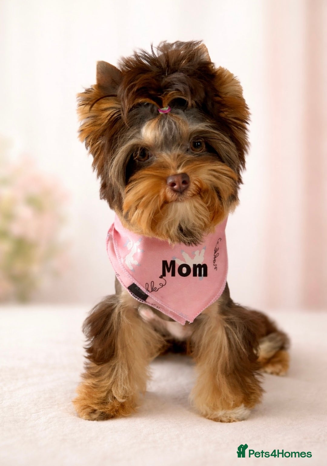 Yorkshire Terrier dogs for sale: ❣️❣️❣️ Miniature Yorkshire Terriers – 4 Boys ❣️❣️ - Advert 2