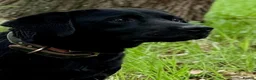 Labrador Retriever dogs for sale: Two Working Labradors Looking for a Home Together - Advert 3