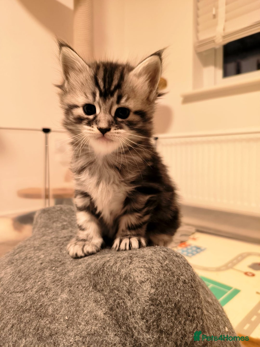 Maine Coon cats for sale: Maine coon mix kittens  - Advert 13