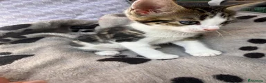 Mixed Breed 2