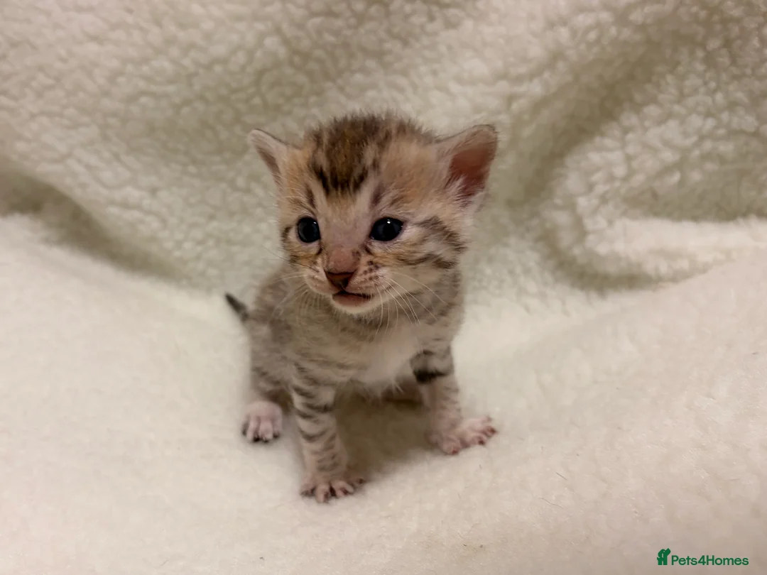 Bengal cats for sale: Bengal kittens - Advert 6