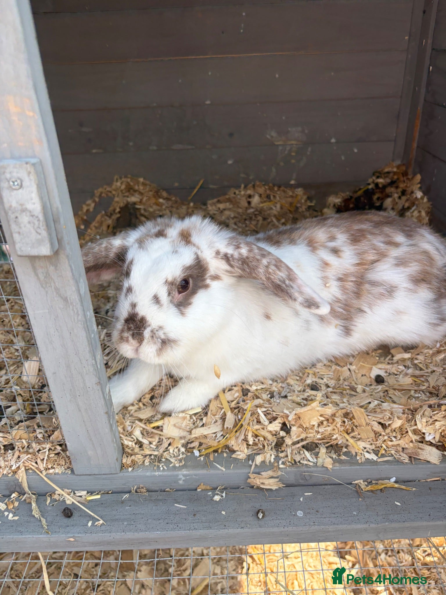 Mini Lop rabbits Cookie the mini lop - Advert 2